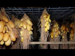 I can't believe it; How to grow potatoes without soil? - Most Ingenious Agriculture Techniques