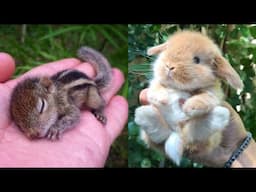 AWW Animals SOO Cute! Cute baby animals Videos Compilation cute moment of the animals #1 2025