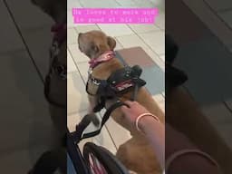 Service dog in action