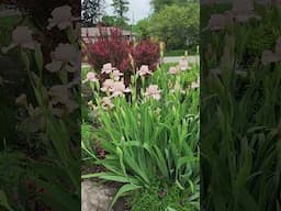 Concertina Irises in bloom