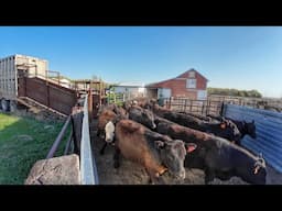 Selling Heifers and Finishing Coles Soybeans