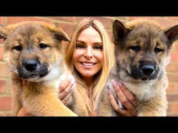 SHIKOKU INU PUPPIES - Feisty Hunting Dog from Japan - 高知犬
