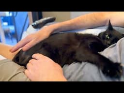 Kami Cat Gets A Bum Pat