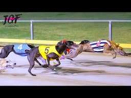 Greyhound Dog Race – Blazing Speed on the Track!