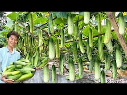 Super Easy Cucumber Growing Trick That 99% of Gardeners Overlook!