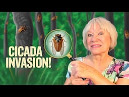 Cicadas: The Insects That Waited 17 Years to Party!