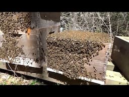 Setting up a new bee yard and equipping it with newly split hives.