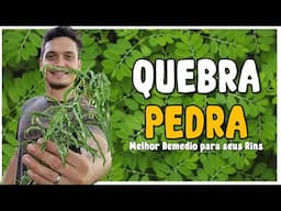Apenas 1 folha destrói Pedras nos Rins, Gordura no Fígado, Dores, Inchaço, Bronquite (Você Sabia?)