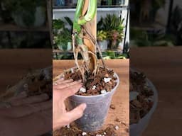 How to set up your Monstera for success