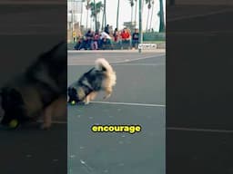 Using Play as a Reward for Your Dog