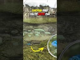 Freezing European River Full of Exotic Fish