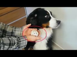 Try Not To Laugh Cats And Dogs Videos 😁 - BEST Funny Animal Videos 2025 #14