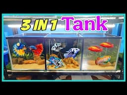 New 3 in 1 Tank Setup For Polar Parrot Fish And Other Fish Breeding 🐟 😋