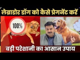 बड़ी परेशानी आसान समाधान Labrador Dog ko Pregnant Kaise kare