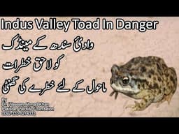 Indus Valley Toad | Difference Between Toad And Frog | Toad And Ecosystem | Toad Or Maindak Me Fark