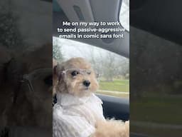 Me on my way to work #funny #noodlesthepooch #funnyshorts