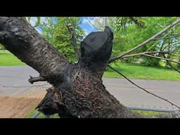 Time to prep the peach tree, Looks like we getting peaches this year