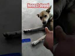 #honestdoggi #myshortvideo #shortsvideo #shorts #doglovers