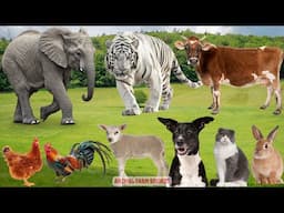 Farm Animal Sounds: Duck, Dog, Goat, Rabbit, Cow, Cat, Hen, Chicken, Giraffe - Animal Moments