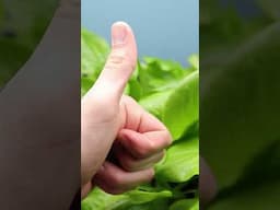 Who's Your Hero? 🥬 #growinglettuce #indoorgardening