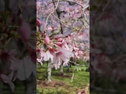 Cherry Blossoms 🌸🌸🌸 in New Zealand #cherryblossom