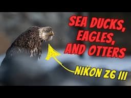 Tackling Tough Light: Photographing Sea Ducks, Eagles, & Otters