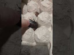 Roaches Recovering From a Freeze