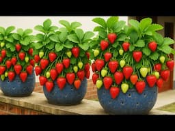 Strawberry Bottle Garden on Balcony | Easy & Beautiful Plastic Bottle Gardening Idea