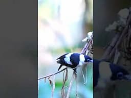 Frill Necked Monarch: The Bird You Must See!