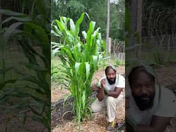 Using Corn For Shelter From The Rain