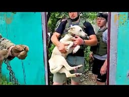 USA Vets Go To Ukraine On Weekends To Rescue Dogs Like It's A Vacation