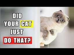 10 Weird Things Your Cat Does When They See You & Why