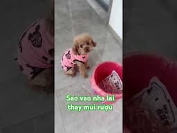 hôm nay vào nhà toán thấy mùi rượu  Today I came to your house and smelled alcohol.# shorts # funny