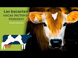 Las Bacantes: vacas lecheras Holstein | Satoko Ichihara