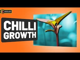 Tips for Healthy Chilli Seedlings | Grow Update 🌶️ 2025.e03