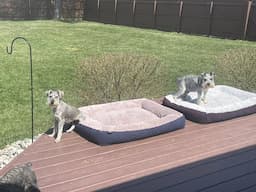Spring Break | Life With Schnauzers
