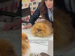 Donut has other plans, sorry Lisa Vanderpump!