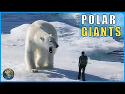 Titans of the Arctic: The True Size of Polar Bears