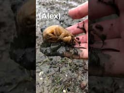 Removing Isopods From Alex the Shrimp! #animals #shorts