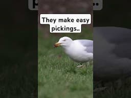 Why do GULLS dance? #animals #birds #wildlife
