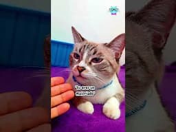 La humana me consiente y despues me dice malcriado! jiji 😹🤭#michisgraciosos