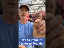 How to Properly Deadhead Petunias