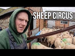 WHAT WAS WRONG WITH OUR SHEEP? - Time to sort them out