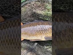 Ever heard of a mouth curtain? Its a myth spread around by carp anglers...