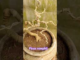 #ficus rumphii #bonsaitree #plants #tree #bonsai is my passion
