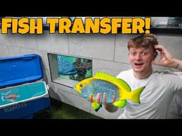 TRANSFERRING ALL OF MY PREDATORY FISH!