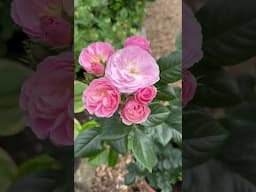 Watch my personal growing review of Rose ‘Bouquet parfait’ available from @PeterBealesRoses