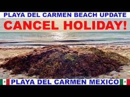 PLAYA  DEL CARMEN MEXICO BEACH AND SEAWEED UPDATE - CANCEL HOLIDAY - DON'T COME NOW