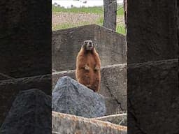 Black Hills Animals #roadtrip #ontheroad #travel #traveling