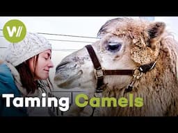 Training Arctic Camels the Mongolian Way: Harsh Lessons or Animal Cruelty? (Documentary, 2019)